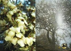 Heran A Natural Plantas Medicinais Da Caatinga E A Etnobiologia