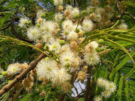 Heran A Natural Plantas Medicinais Da Caatinga E A Etnobiologia