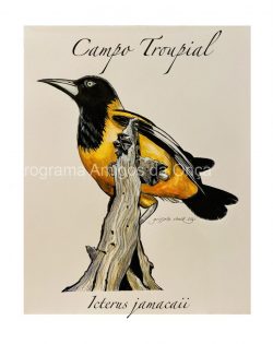 "Campo Troupial (Icterus jamacaii)", por Grisselle Chock