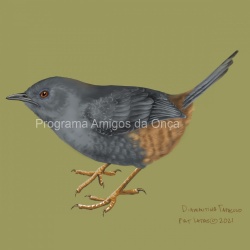 "Diamantina Tapaculo", por Pat Latas