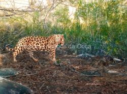 "Jaguar", por Lee Mitchelson