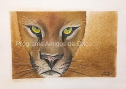 "Onça-parda (Puma concolor)", por Luccas Longo