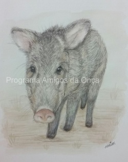 "Queixada / White-lipped peccary (Tayassu pecari)", por Maria de Fátima