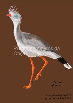 "Red-legged Seriema", por Pat Latas