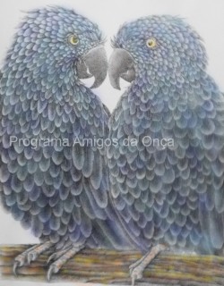 "Spix's macaws", por Georgia F Feild