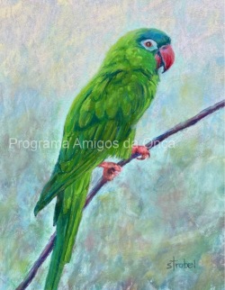 "Blue-crowned parakeet, Aratinga-de-testa-azul (Thectocercus acuticaudatus)", por Debbie Strobel