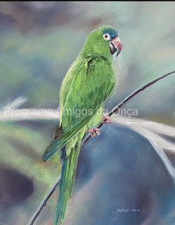 "Blue-crowned parakeet", por Grisselle Chock