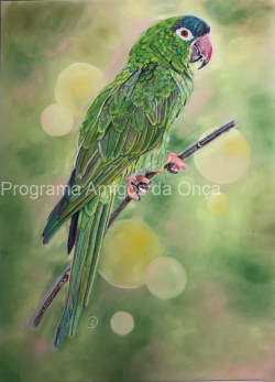 "Blue-crowned parakeet", por Susanne Durchholz