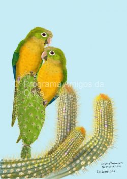"Cactus Parakeets", por Pat Latas