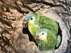 "Blue-winged macaw", por Peter Ward