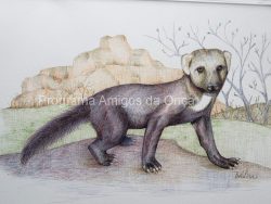 "Tayra, Papa mel (Eira Bárbara)", por Isabel Lira