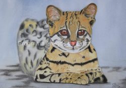 "Ozelot/Ocelot, Jaguatirica (Leopardus pardalis)", por Claudia Johanning