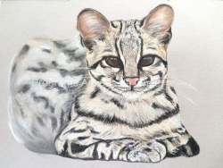 "Jaguatirica/Ocelot (Leopardus pardalis)", por Helen Worthington