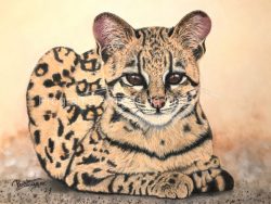 "Ocelot / Jaguatirica (Leopardus pardalis)", por Renate Zangger