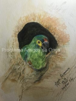 "Blue-winged macaw, Maracaña-verdadiero (Primolius Maracana)", por Apple Resonance