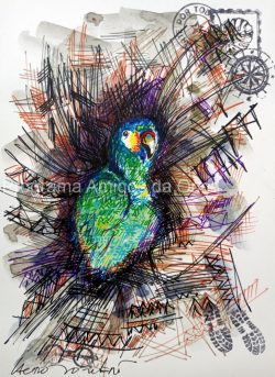 "Maracanã Verdadeiro, Blue-winged macaw", por Lauro Monteiro Filho