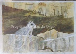 "Rock Cavy, Mocó (Kerodon rupestres)", por Sandhya Verma