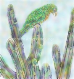 "Caatinga Parakeet", por Georgia F Feild