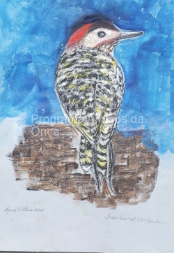 "Green-barred Woodpecker", por Lynne Waters