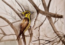 "Pica-pau-dourado-escuro, Yellow-browed woodpecker", por Silvia Abramant