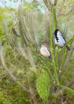 "Silvery-throated Antshrikes", por Pat Latas