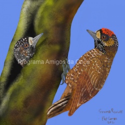 "Spotted Piculet", por Pat Latas
