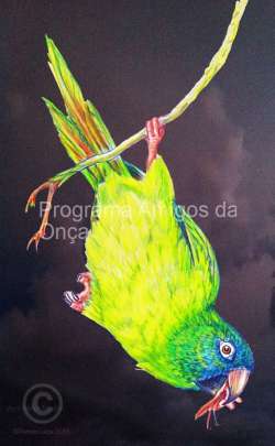"Blue-crowned", por Pat Latas